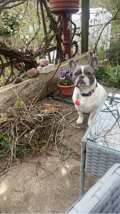 Oddam buldoga francuskiego