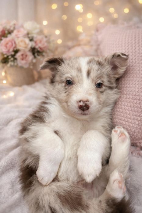 Szczeniak border collie samiec