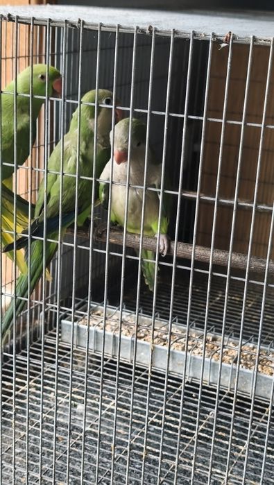 Conures de peito cinza