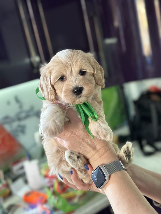 Мальтипу мальчишка