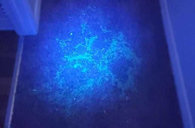 Lanterna UV - Detetor de manchas de urina - Pilhas incluídas
