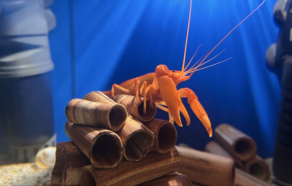 Raki Cherax do akwarium