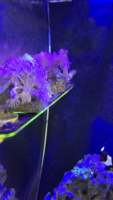 Aquario agua salgada COMPLETO