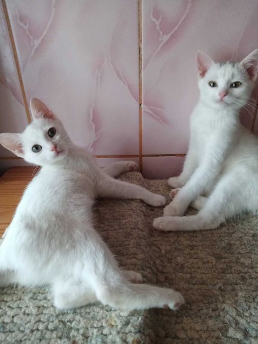 Котенята в добрі руки
