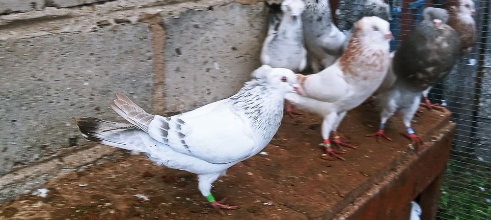 Sprzedam samice falkę