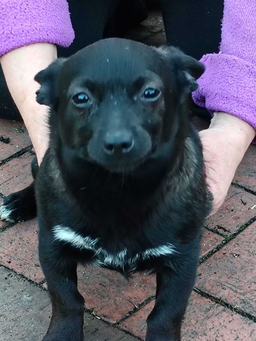 Oddam pieska suczka mieszaniec