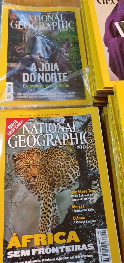 Morsas  National Geographic