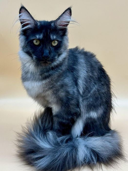 Мейн кун  котенок девочка черный дым с документами питомник