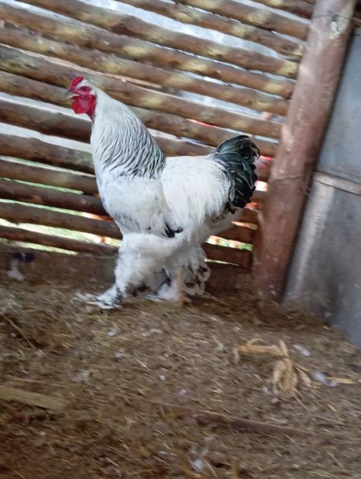 Brahmy gronostajowe