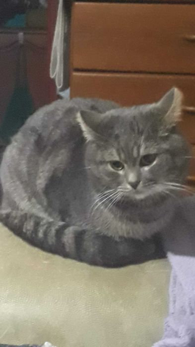 Отдам домашнего кота