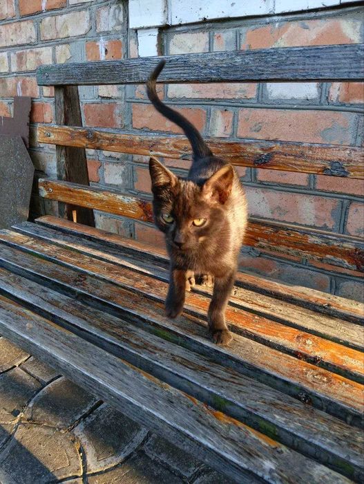 Кошенята в добрі руки