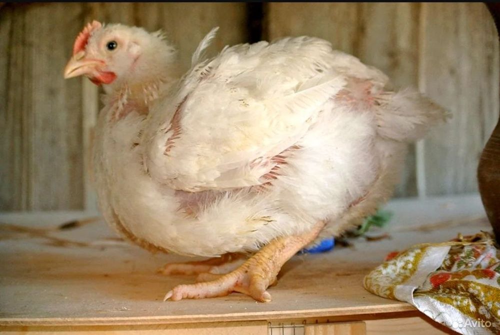 Запис на підрощеного бролера