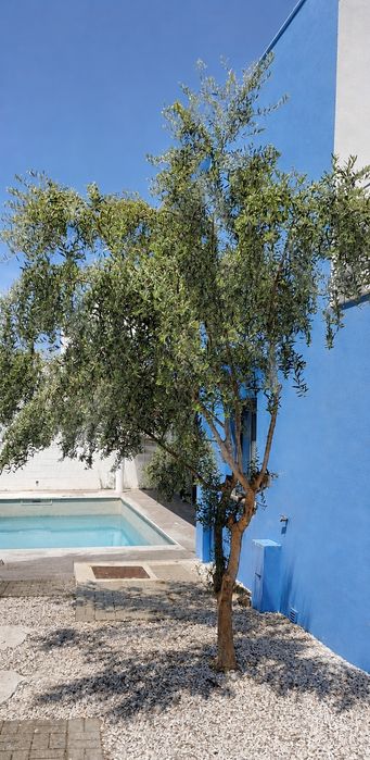 Oliveira adulta de grande porte (Para transplante)