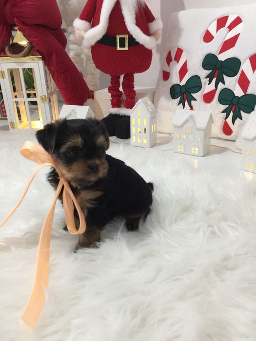 VIP Йорки — Маленькі моделі для обіймів