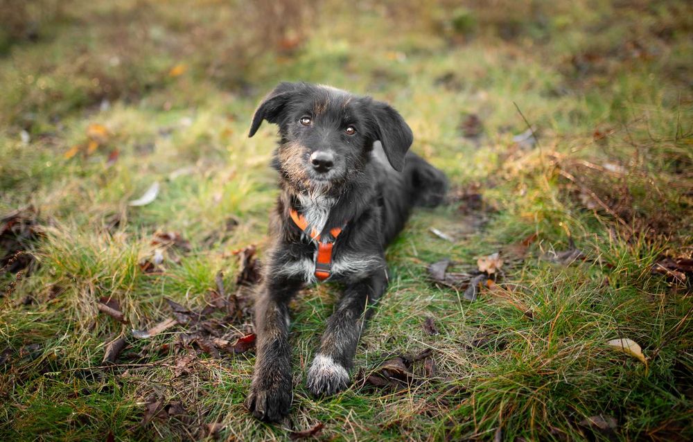 Coco - 6 miesięczna sunia SZCZENIAK szuka domu