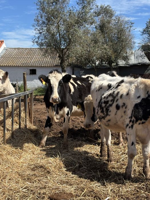 Venda 11 novilhas e um touro