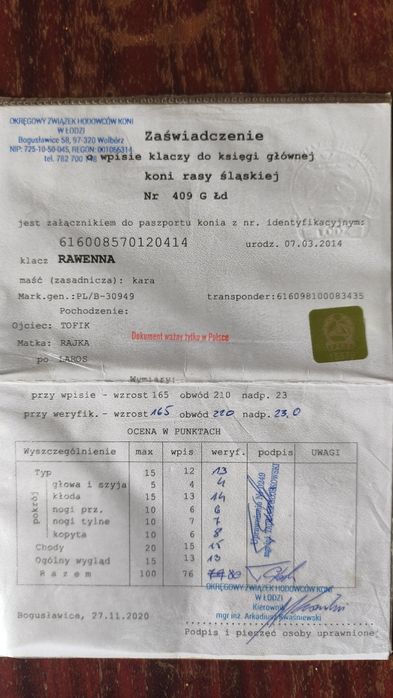 Klacz Śląska kara