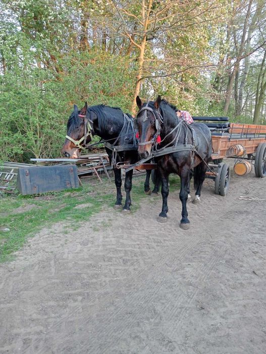 Konie śląskie w parze pod bryczkę
