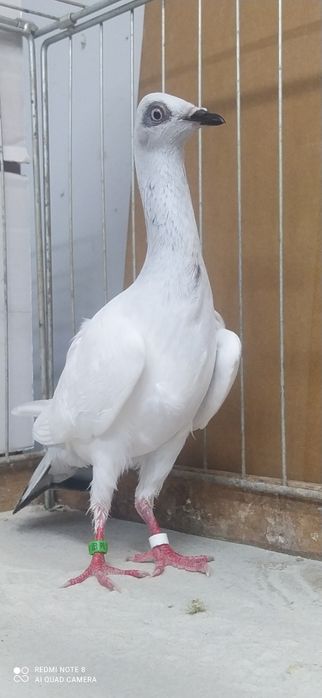 Srebrniak Srebrniaki Samica