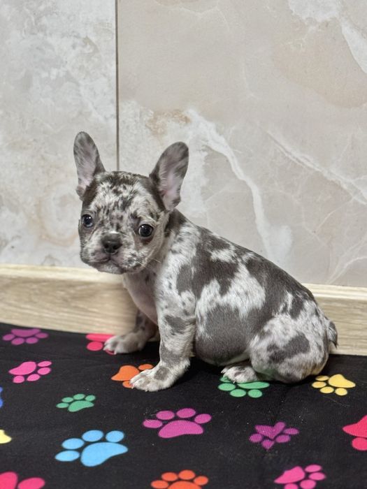 Лялькові цуценята бульдожки!Доставка по Україні та за кордон