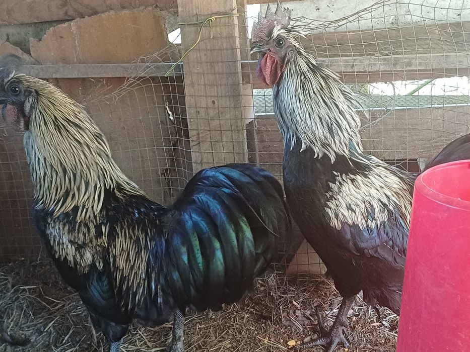 Vendo frangos criados no campo