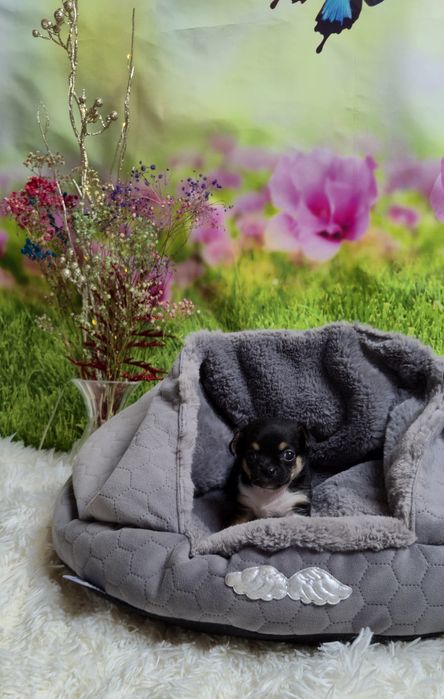 Uroczy chłopczyk chihuahua krótkowłosy