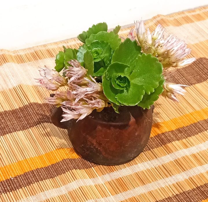Mini Garden zestaw mini kaktusów w imbryczku żelaznym