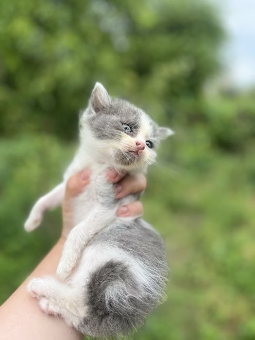 Котенок 1,5 місяці