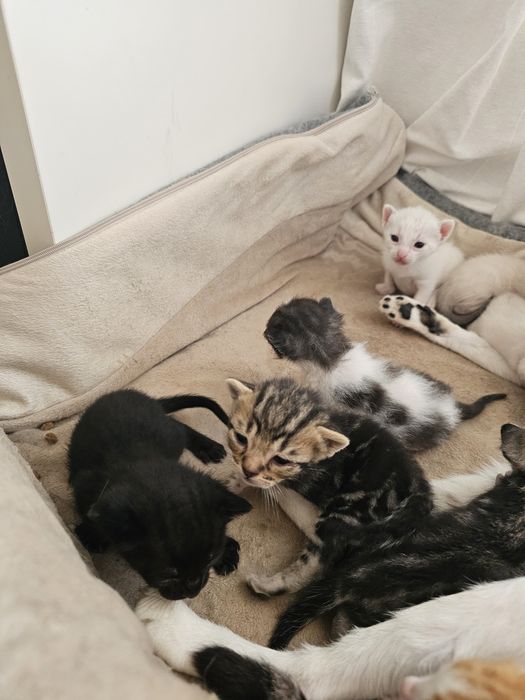 Gatos bebés para adoção