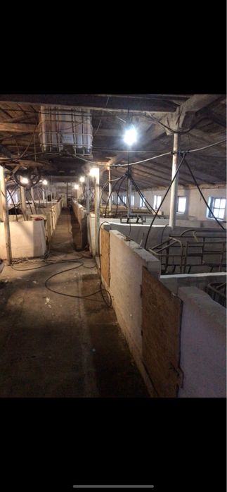 Ферма свиноферма вівчарня