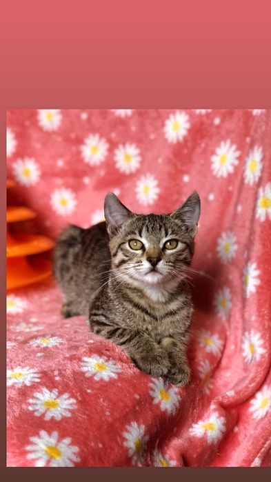 Отдам котенка лесного окраса, девочка, 3 месяца