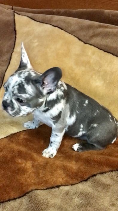 Французские бульдоги, голубые и мерле. Девочки и мальчики. Торг!