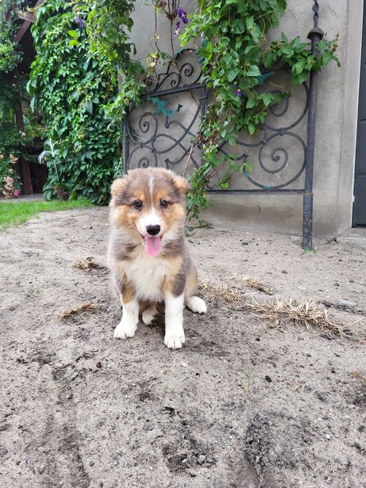Szczeniak Border Collie suczka