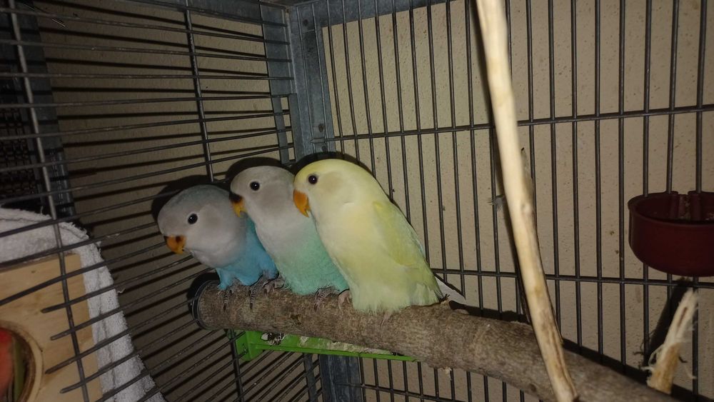 Agarponis não domesticados
