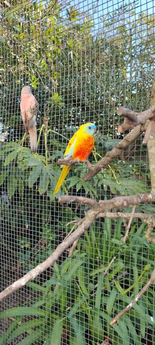 Vendo neophemas turquoisine macho