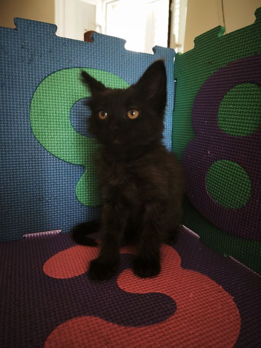 Gatos bebés para adoção