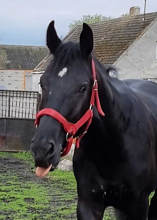 Kary ogier  na sprzedaż