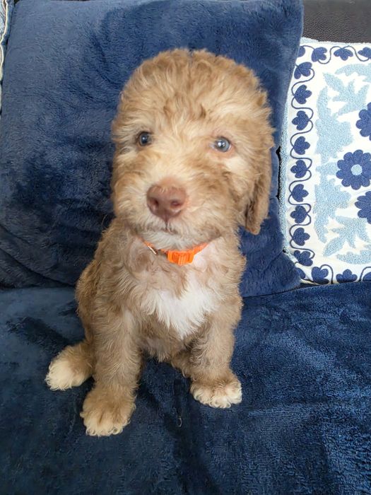 Bedlington Terrier ZkwP Cotton Monkey FCI sunia