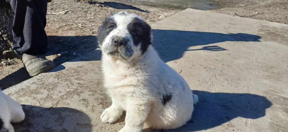 Розплідник Алі Джад пропонує цуценят САВ.Цуценята народилися 19.01.26