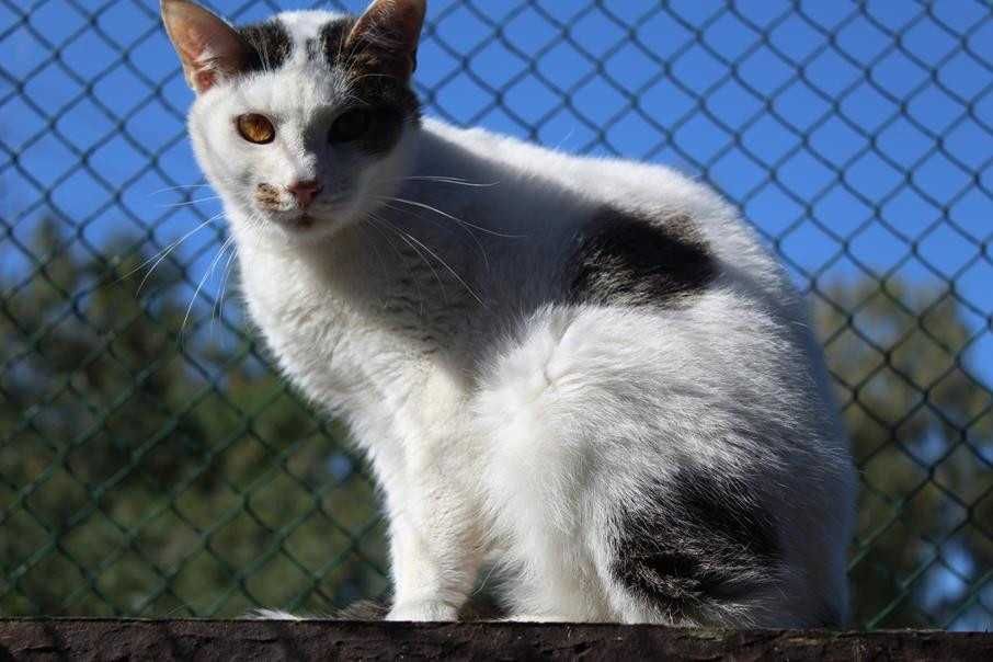 Cezik nieufny kotek w schronisku w Bełchatowie