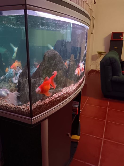 Aquário completo