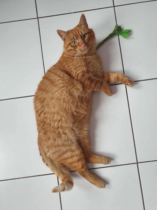 Cudny rudzielec już teraz może dołączyć do Waszej rodziny