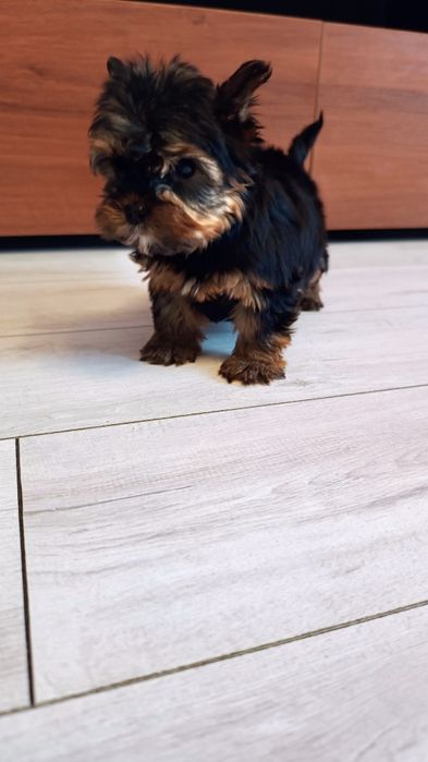 Yorkshire terrier suczka