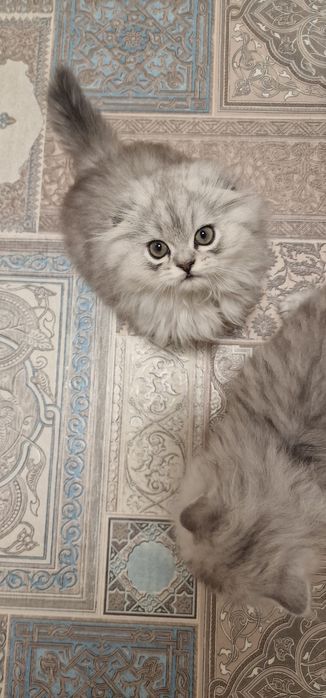 Мальчик вислоушка персидская серебристая шиншила