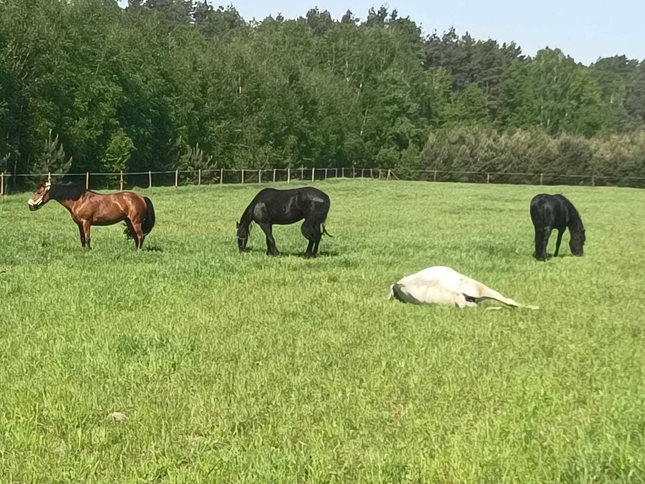 Agroturystyka, Nocleg przy Stadninie Koni
