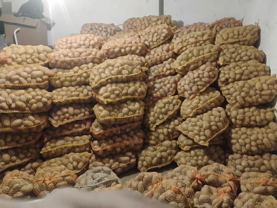 Witam sprzedam ziemniaki  Catania i Queen Anna oraz ziemniaki paszowe