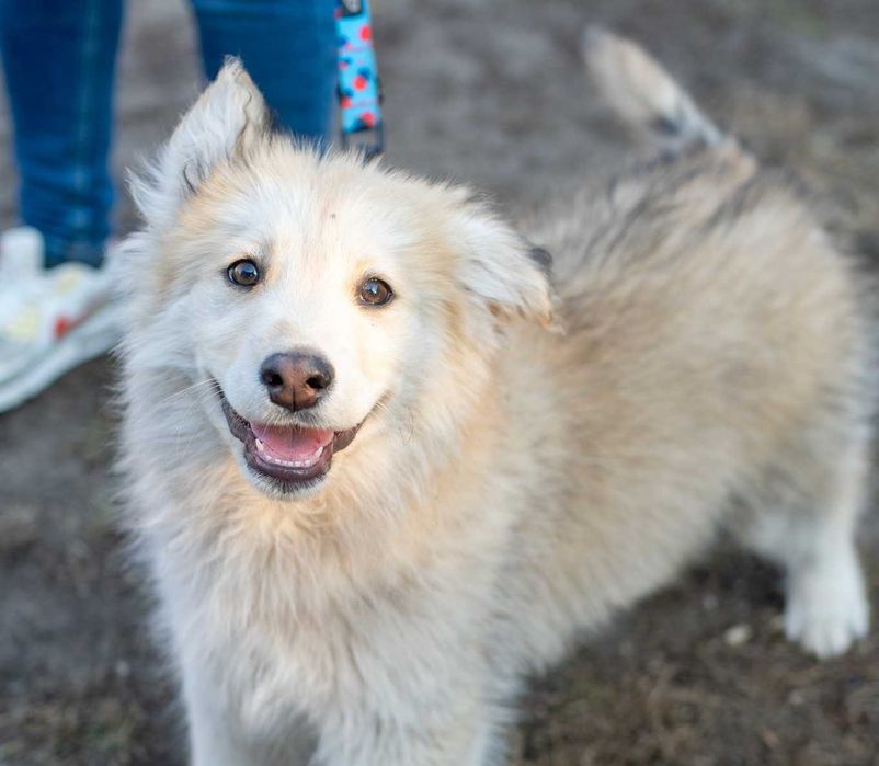 LEO szczeniak szuka mądrego aktywnego domu