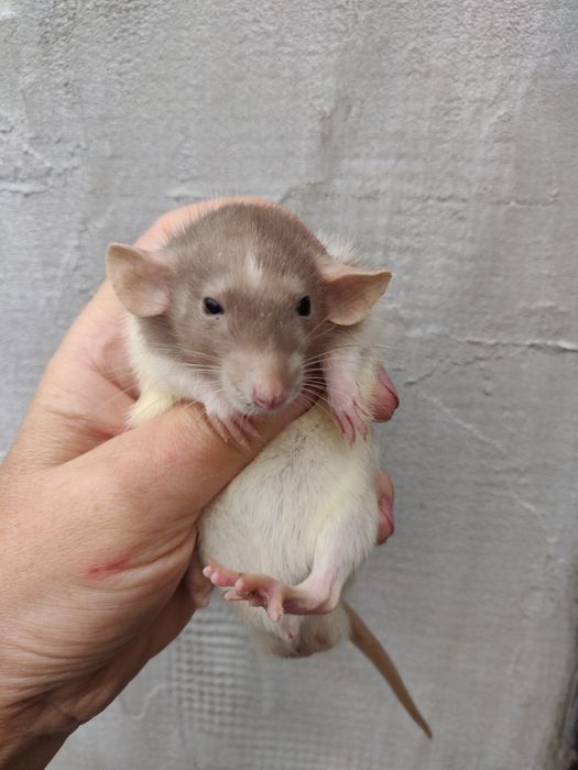 Крысята декоративные Дамбо и стандарт
