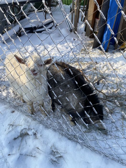 Продам двох козлів