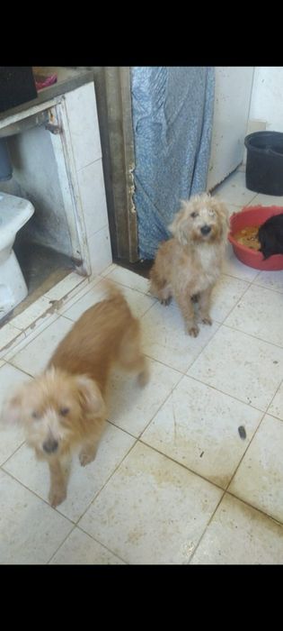 Cadelas meigas para adoção